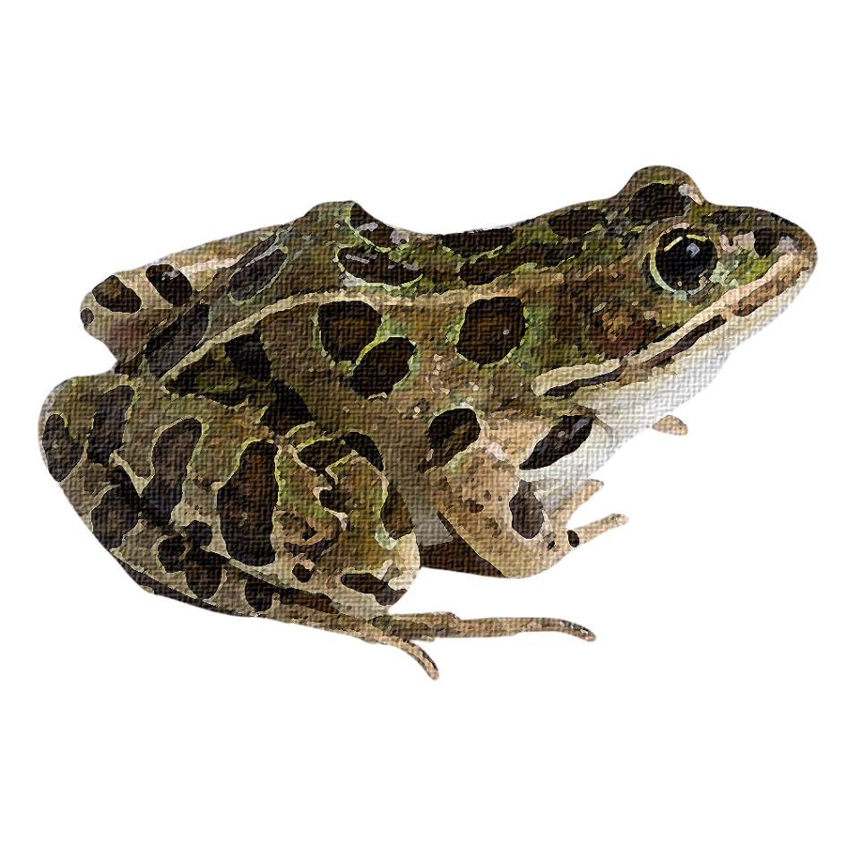 Northern Leopard Frog Sticker, art stickers, art, stickers