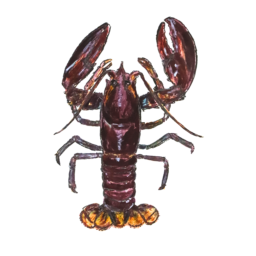 Northern Leopard Frog Sticker, art stickers, art, stickers