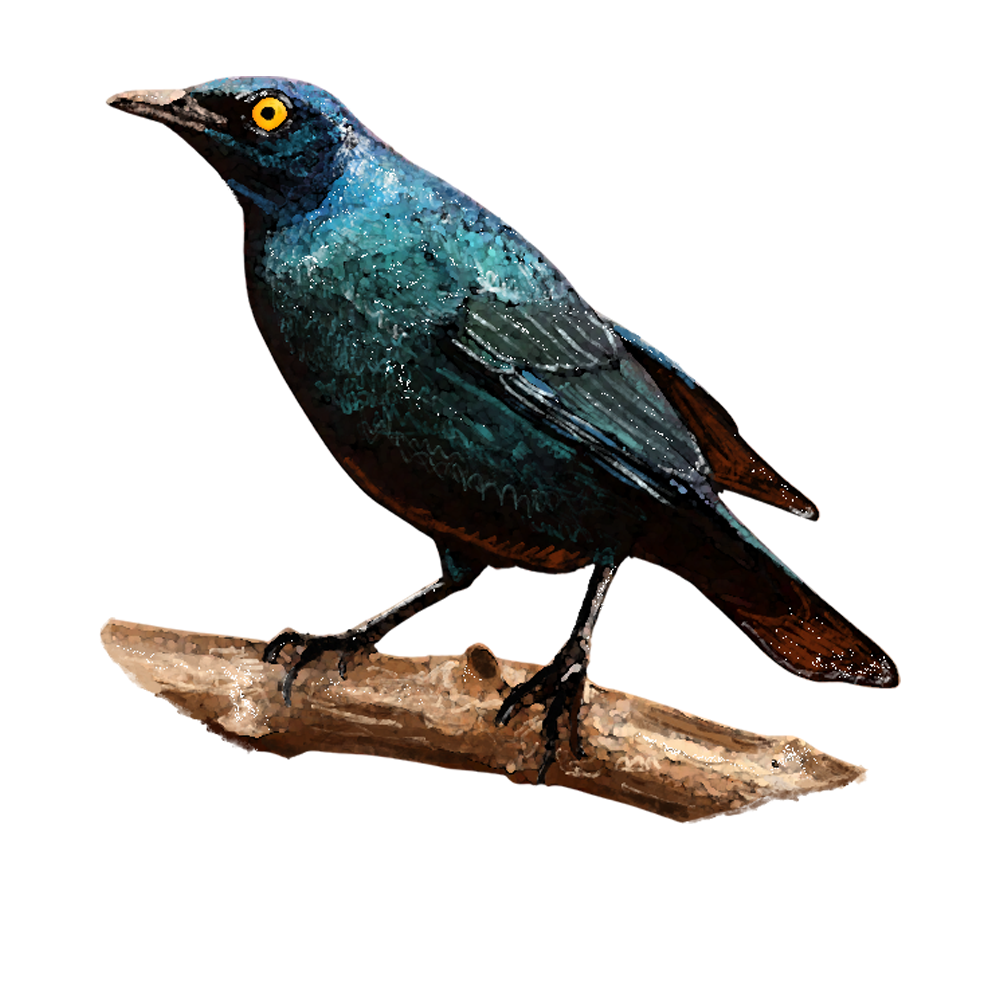 Northern Leopard Frog Sticker, art stickers, art, stickers