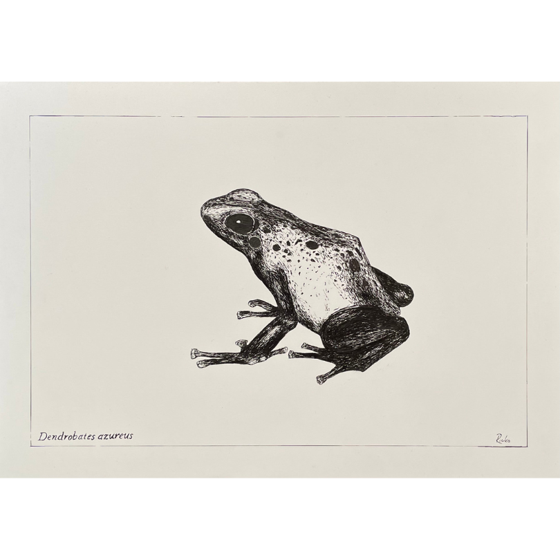 "Dendrobates azureus" Print