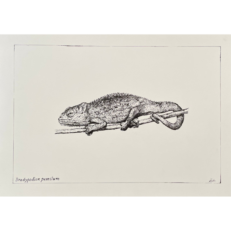 "Bradypodion pumilum" Print