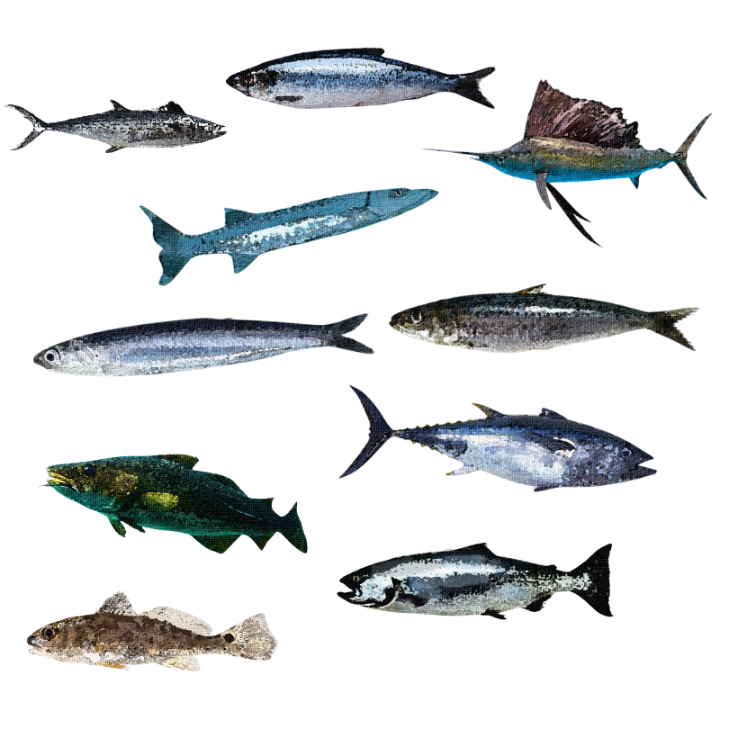 Fish Sticker Set
