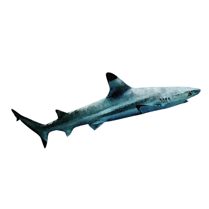 "Blacktip Shark" Sticker
