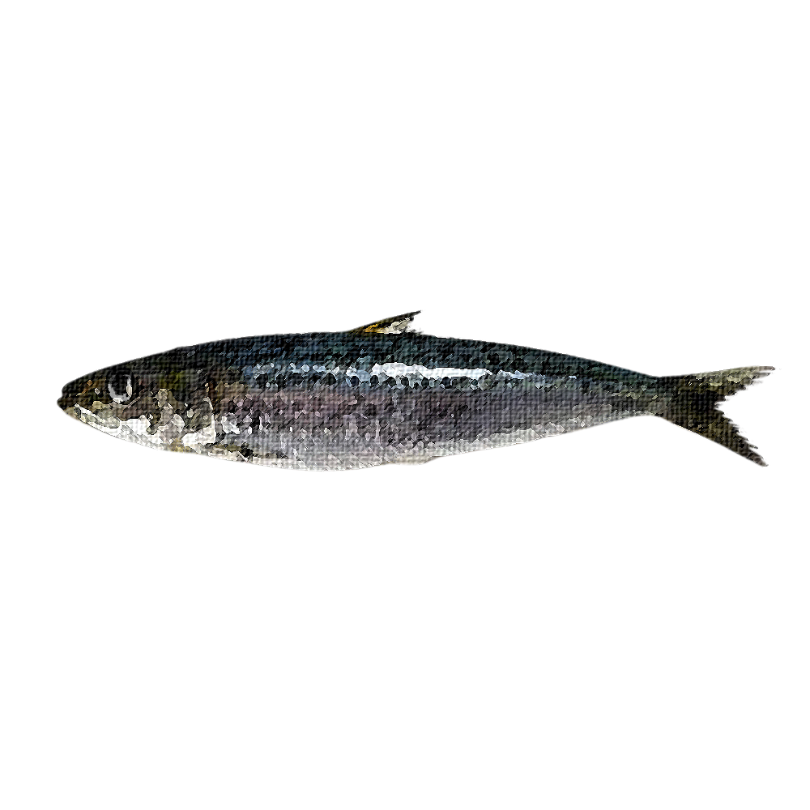"Pacific Sardine" Sticker