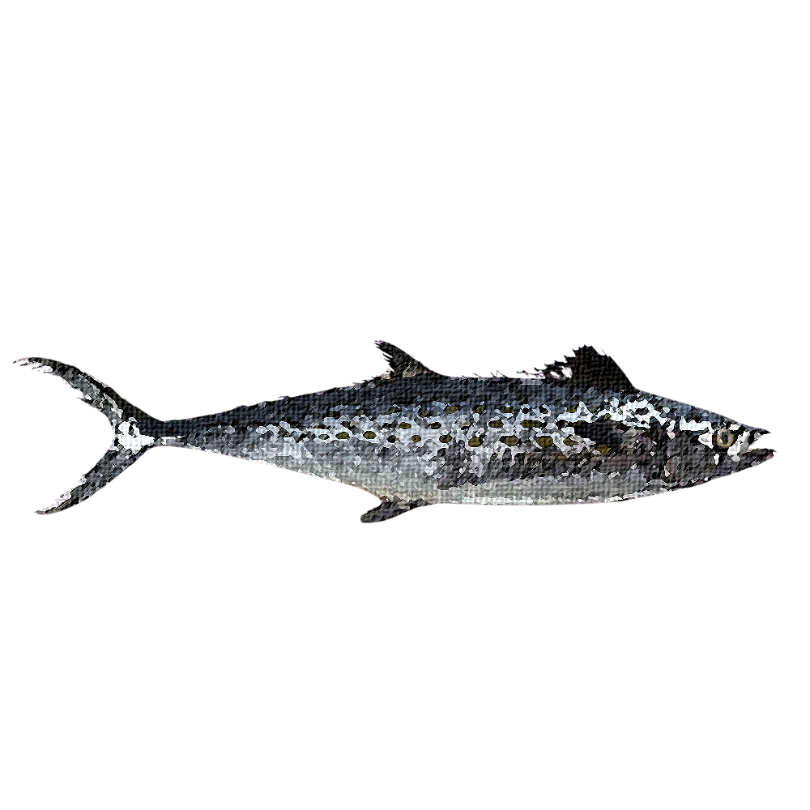 "Spanish Mackerel" Sticker