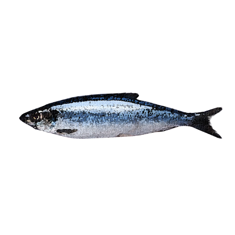 "Atlantic Herring" Sticker