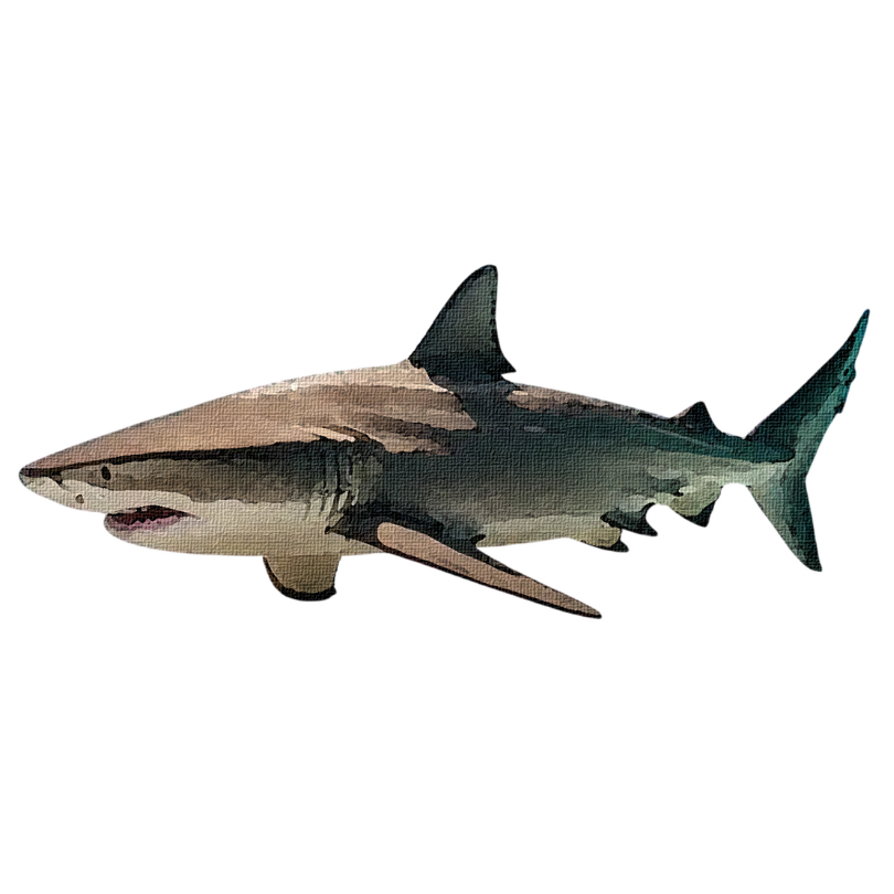 "Lemon Shark" Sticker