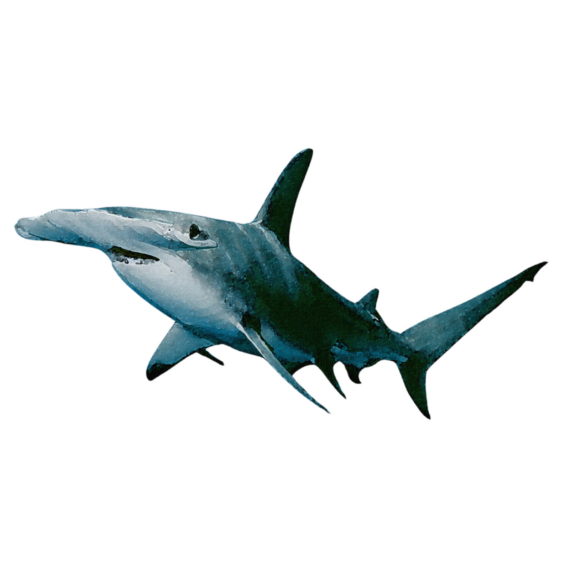 "Great Hammerhead Shark" Sticker
