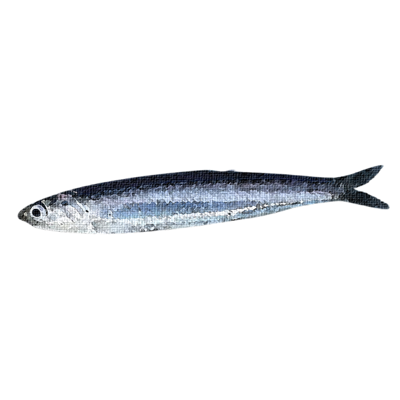 "European Anchovy" Sticker