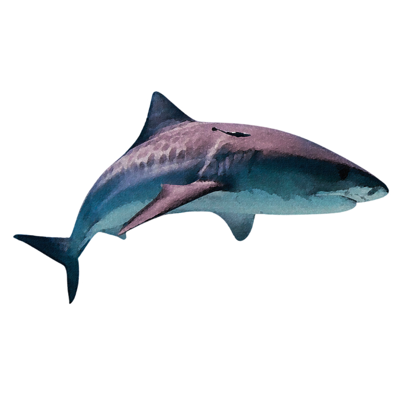 "Tiger Shark" Sticker
