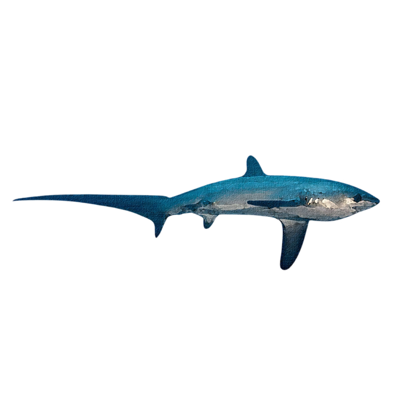 "Thresher Shark" Sticker