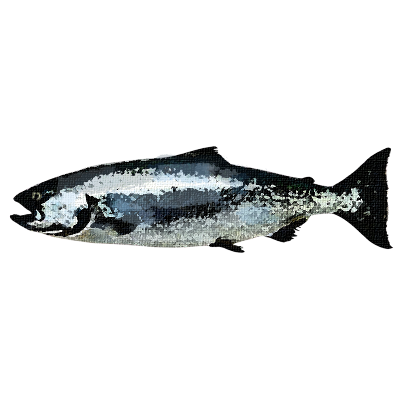 "King Salmon" Sticker