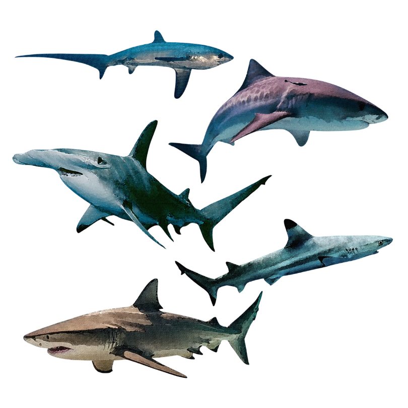 Shark Sticker Set