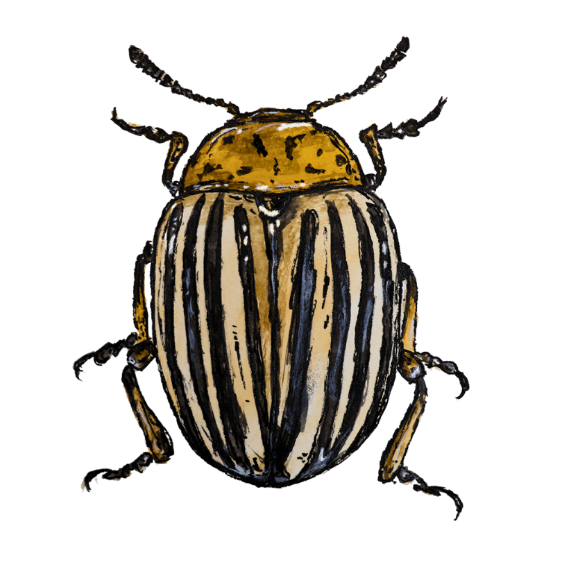 "Colorado Potato Beetle" Sticker