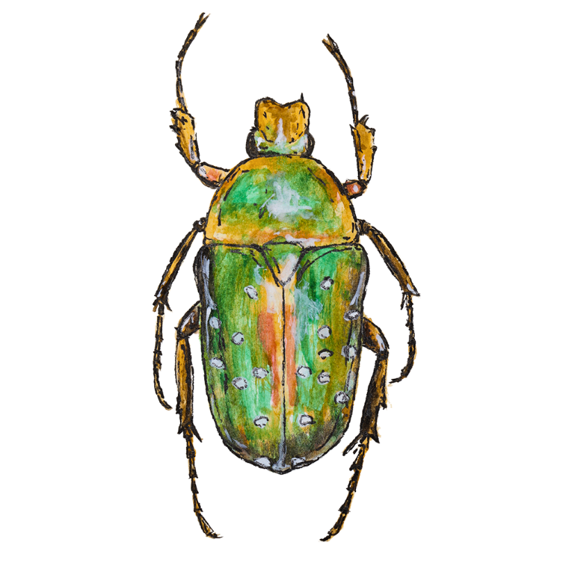 "Spotted Flower Beetle" Sticker