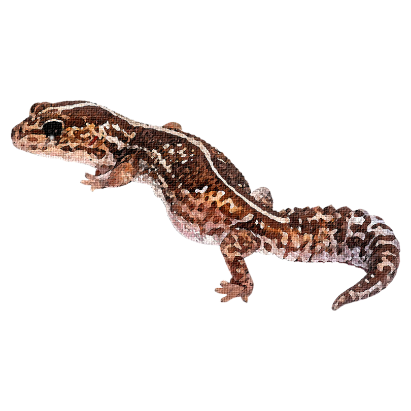 "African Fat Tailed Gecko" Sticker