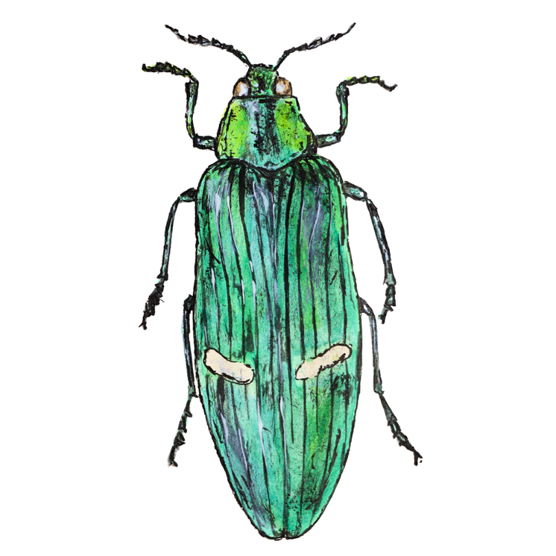 "Golden Jewel Beetle" Sticker