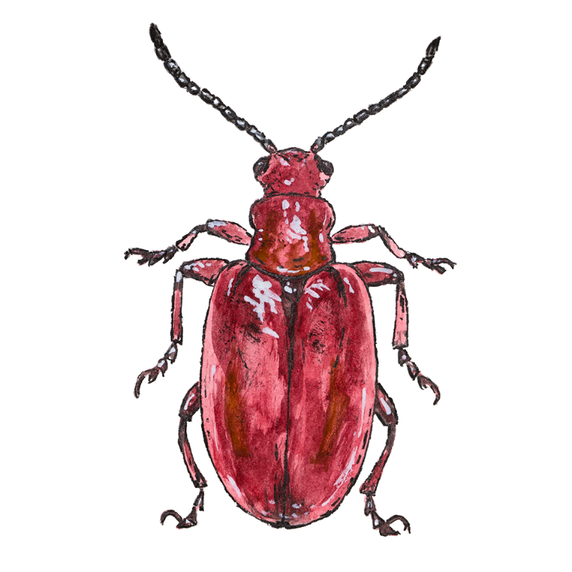 "Onion Beetle" Sticker