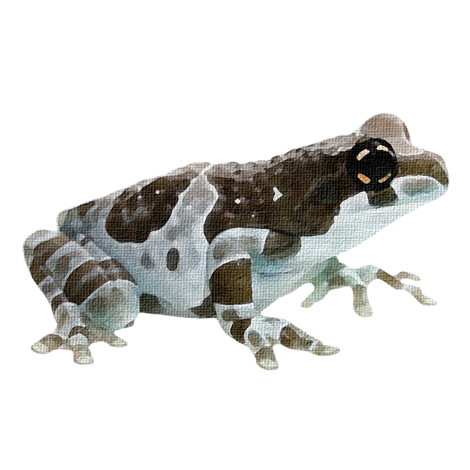 amazon milk frog, art stickers, art, stickers