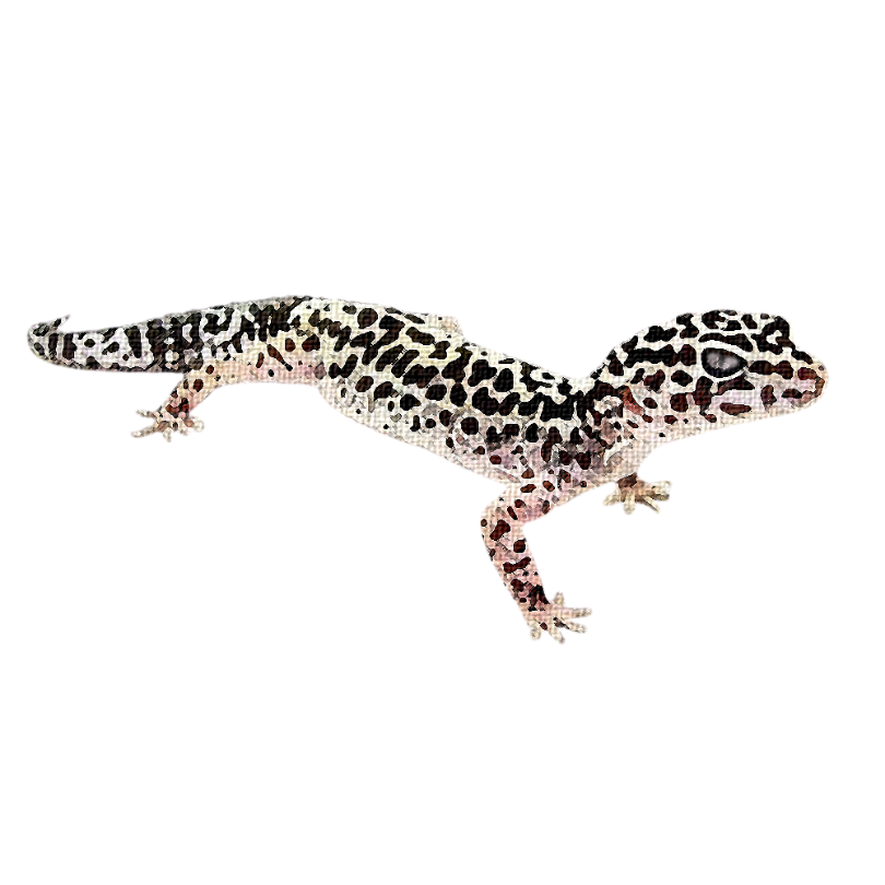 "Leopard Gecko" Sticker