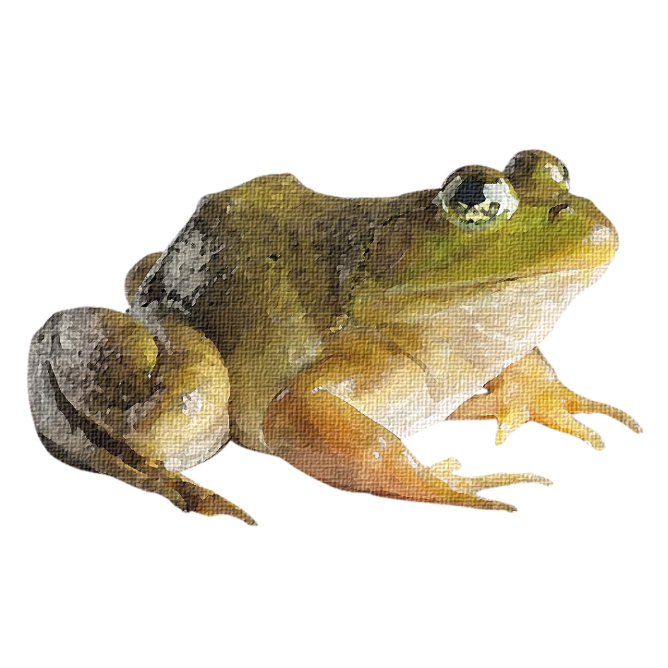 American Bull Frog Sticker, art stickers, art, stickers