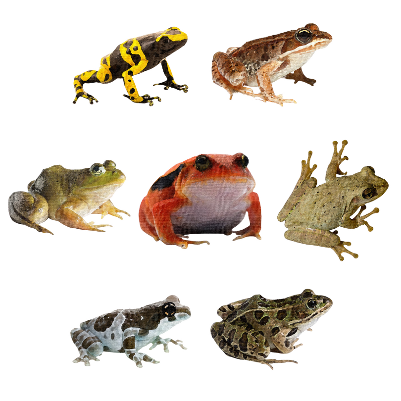 Frog Sticker Set