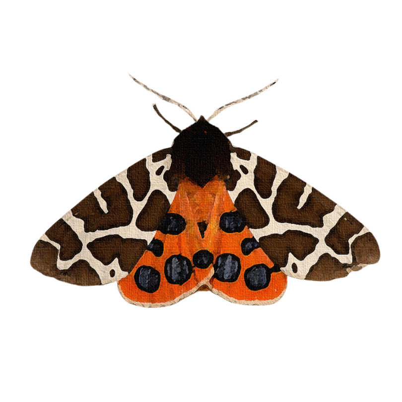 "Garden Tiger Moth" Sticker