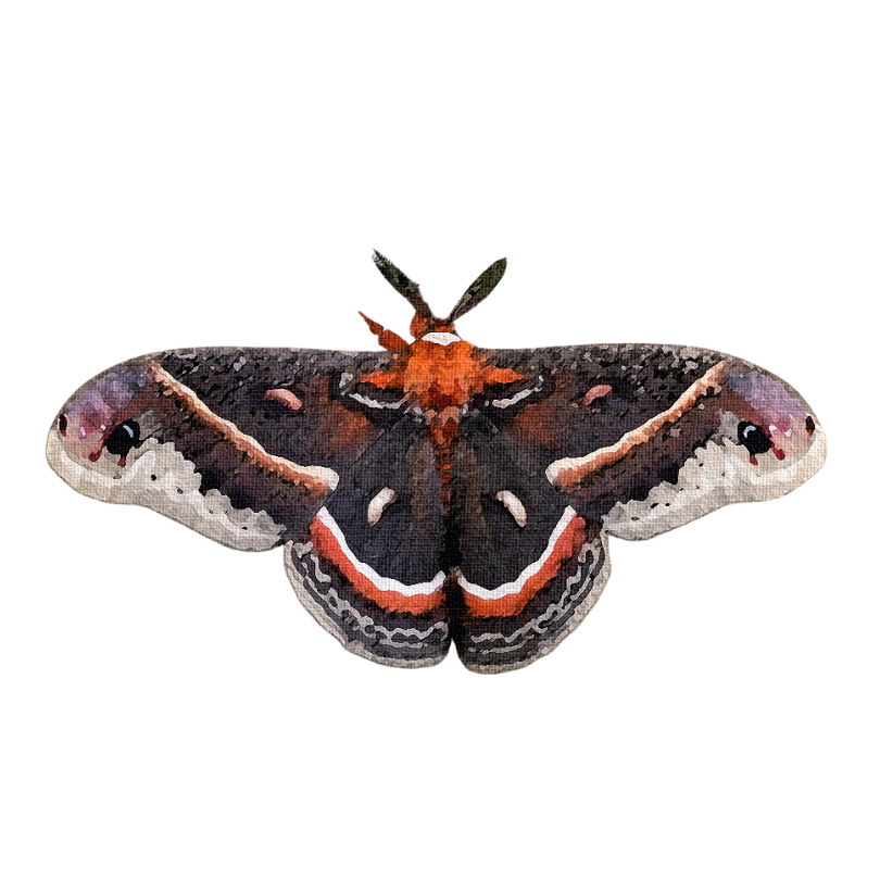 "Cecropia Moth" Sticker