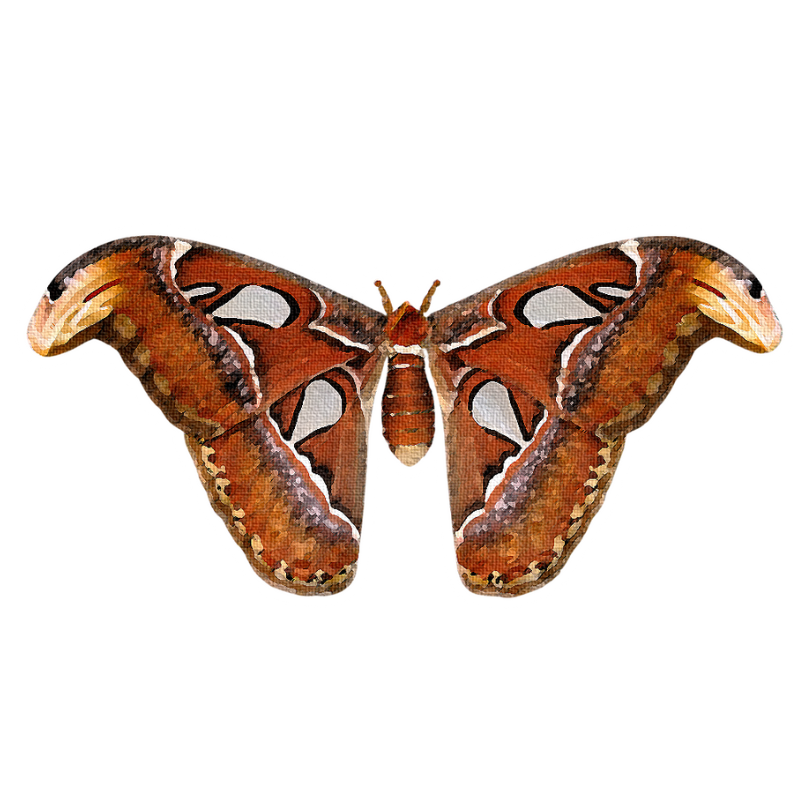 "Atlas Moth" Sticker