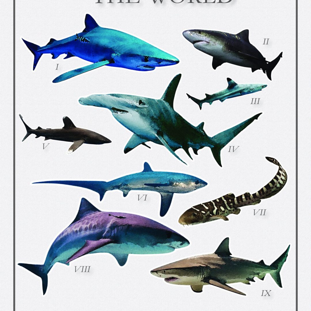 Sharks Digital Print