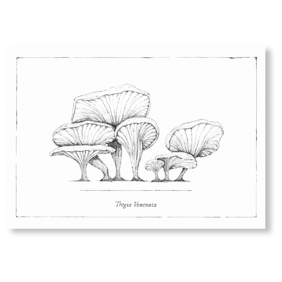Print of Trogia Venenata truffle mushrooms, showcasing their unique shape and texture against a neutral background.