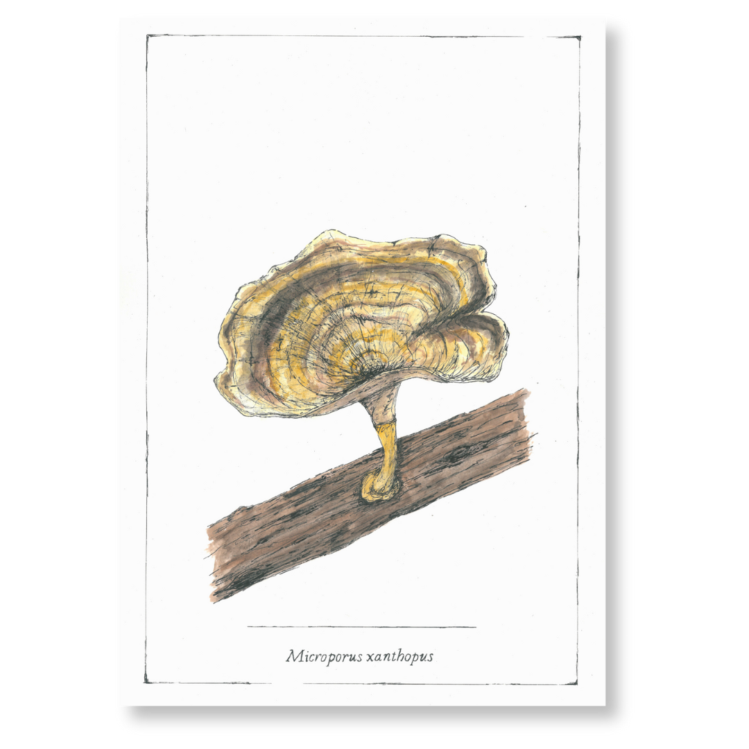 Illustration of a Microporus Xanthopus mushroom perched on a branch, highlighting its distinctive features and colors.