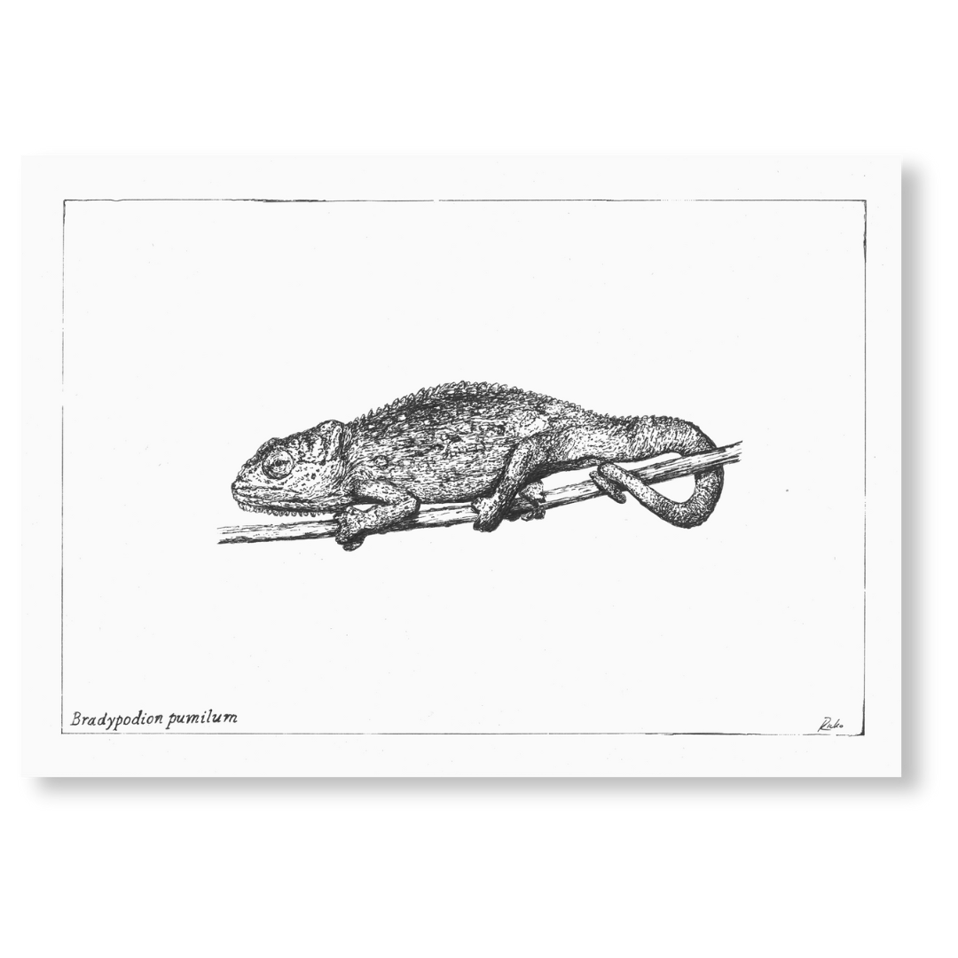 Artistic black and white illustration of a chameleon resting on a branch, highlighting its unique features.