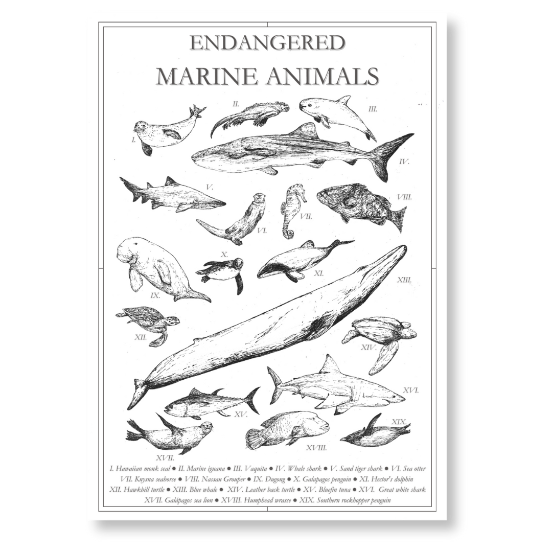 Poster featuring various endangered marine animals, highlighting their conservation status and importance to ocean ecosystems.