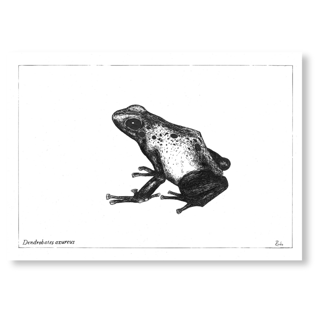 Black and white drawing of a frog, titled "Frog Print," showcasing the frog's detailed features and posture.