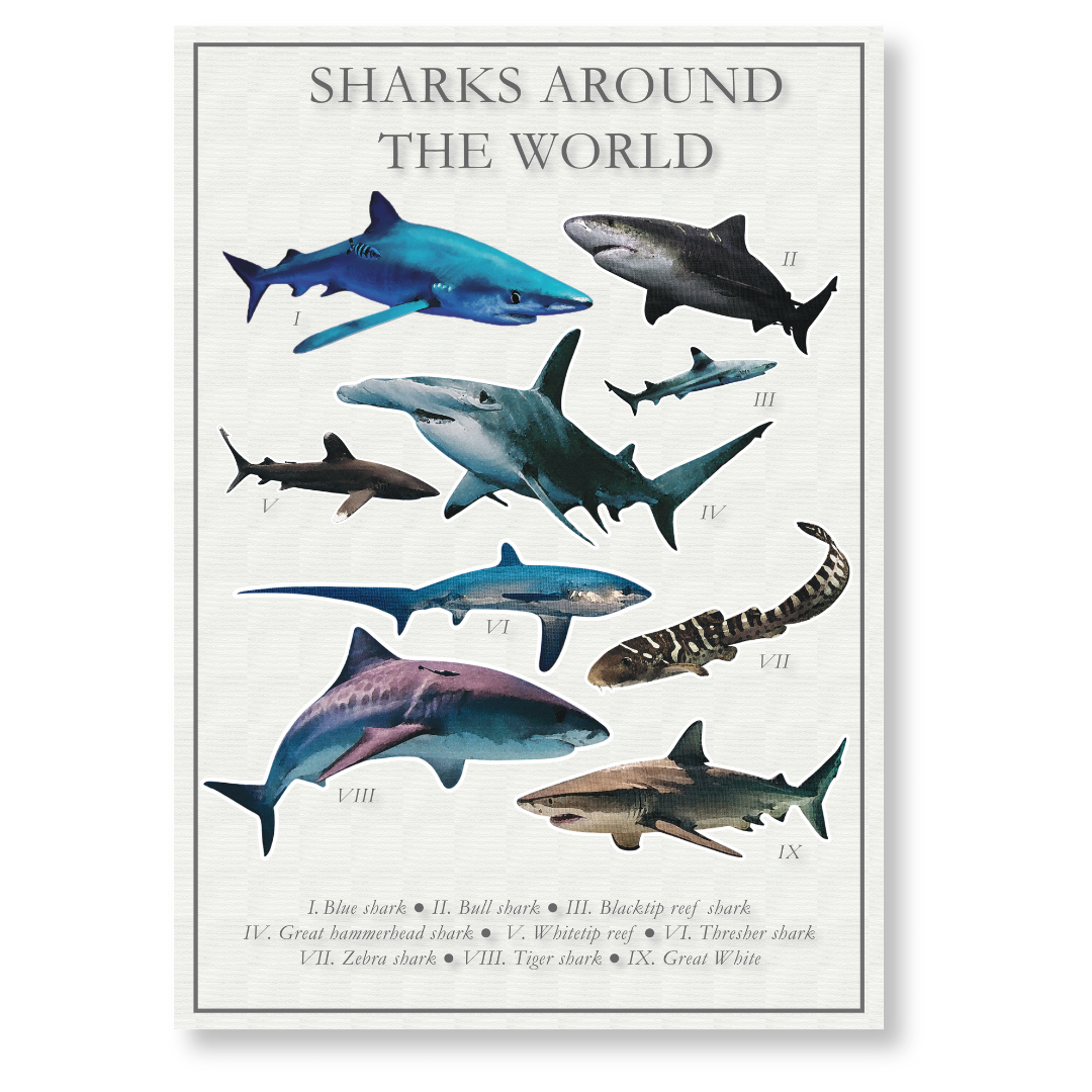 llustrated print displaying different shark species globally, highlighting their unique characteristics and environments.