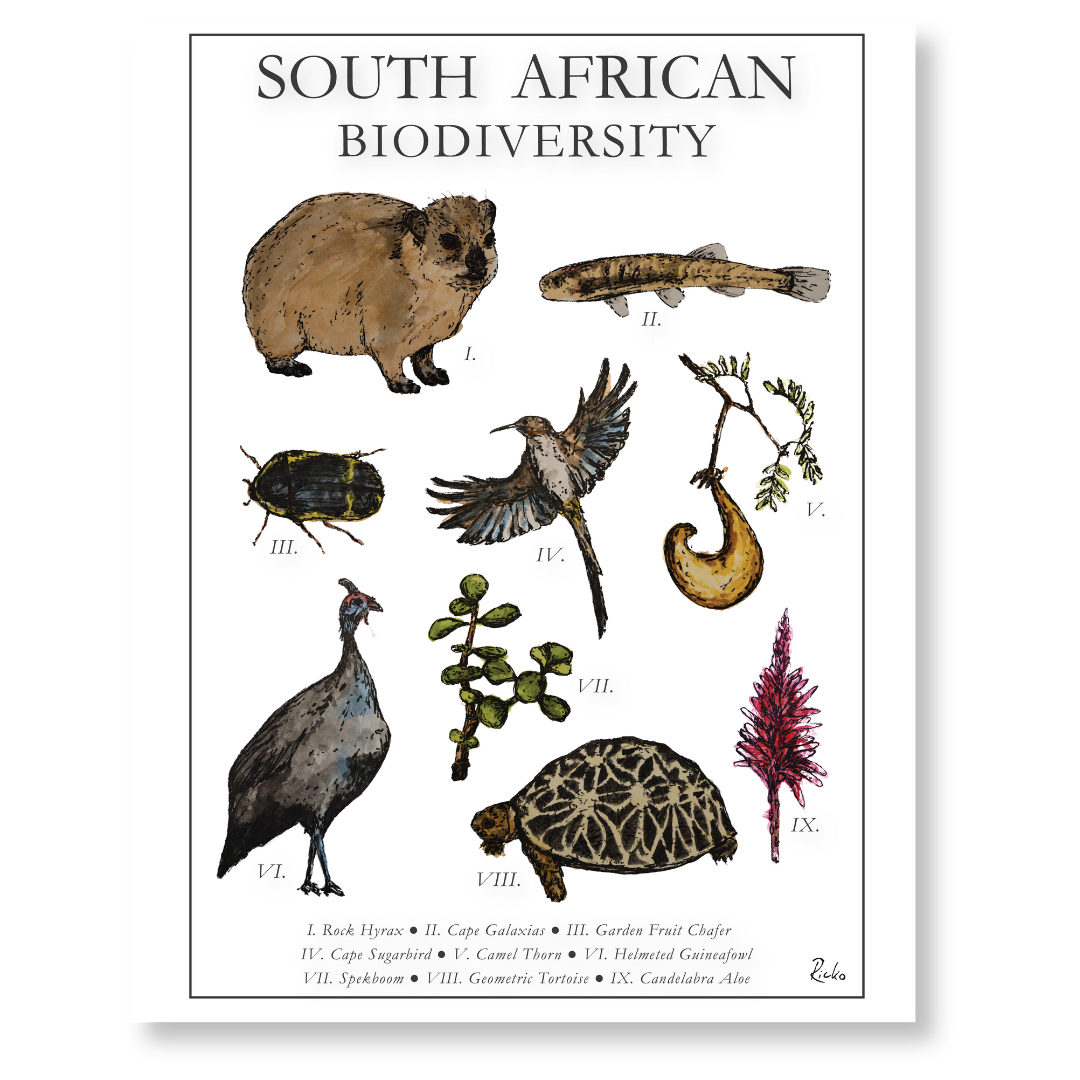 Informative poster highlighting South African biodiversity, featuring illustrations of unique flora and fauna from the region.