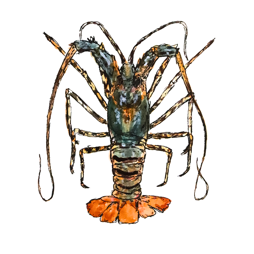 Drawing of a rock lobster with striking orange and black stripes, designed as a colorful sticker.