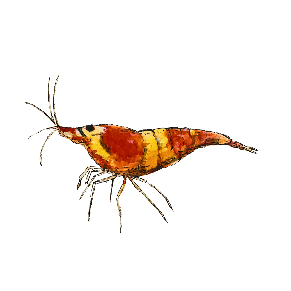 Illustration of a shrimp sticker showcasing orange and yellow stripes, depicting a caridean shrimp design.