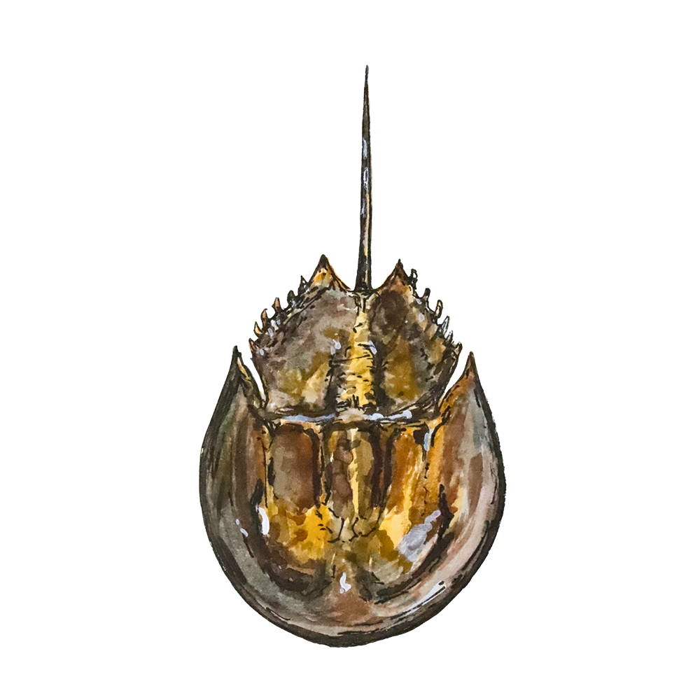 Watercolor painting of a horseshoe crab, designed as a sticker, showcasing its unique shape and texture in vibrant colors.