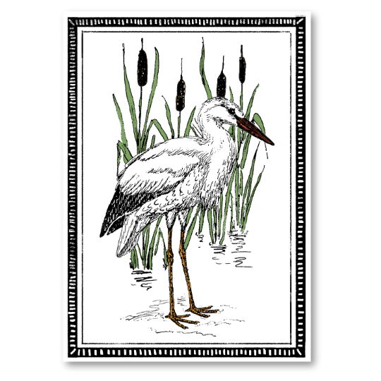 A white stork stands in water surrounded by tall reeds, depicted in a detailed illustration print.
