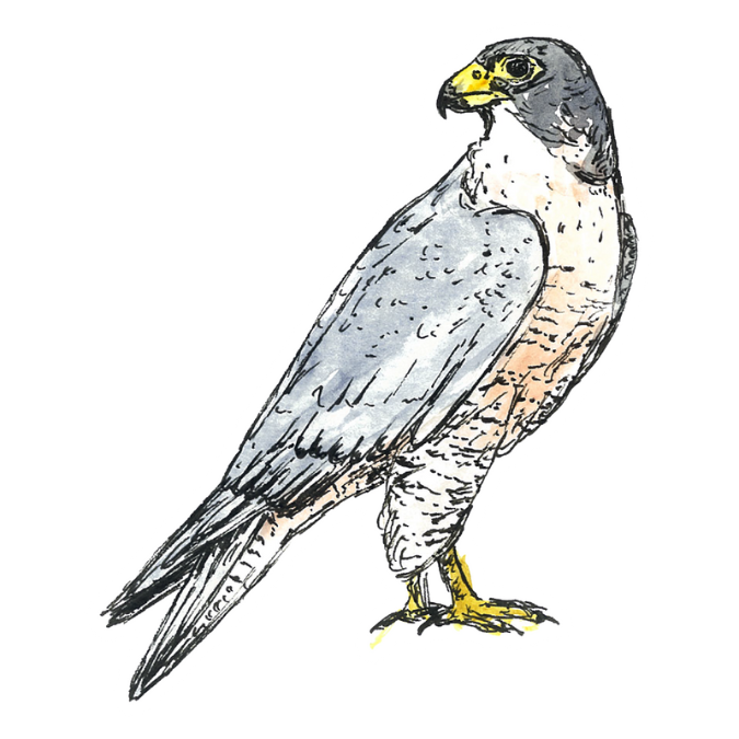 "Peregrine Falcon" Sticker