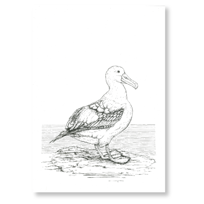 "Wandering Albatross" Print