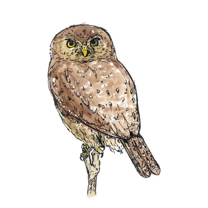 "Pearl Spotted Owlet" Sticker
