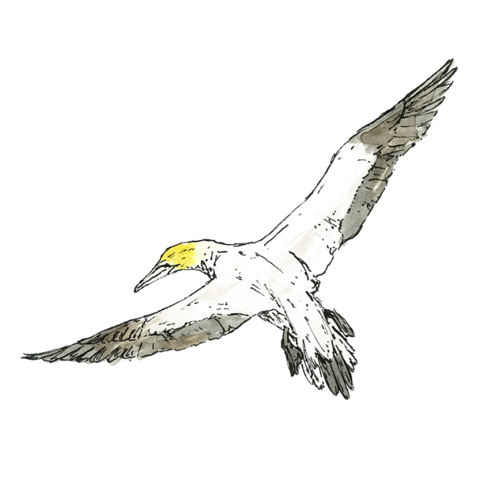 "Cape Gannet" Sticker