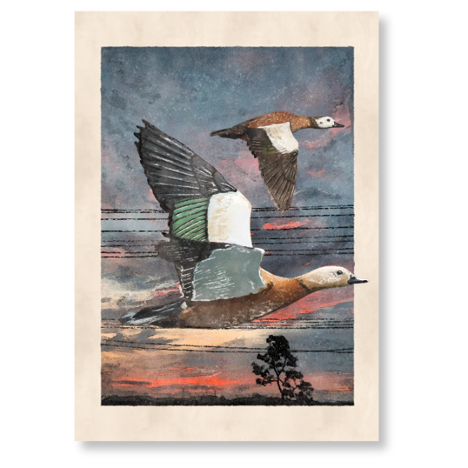 "South African Shelduck" Print