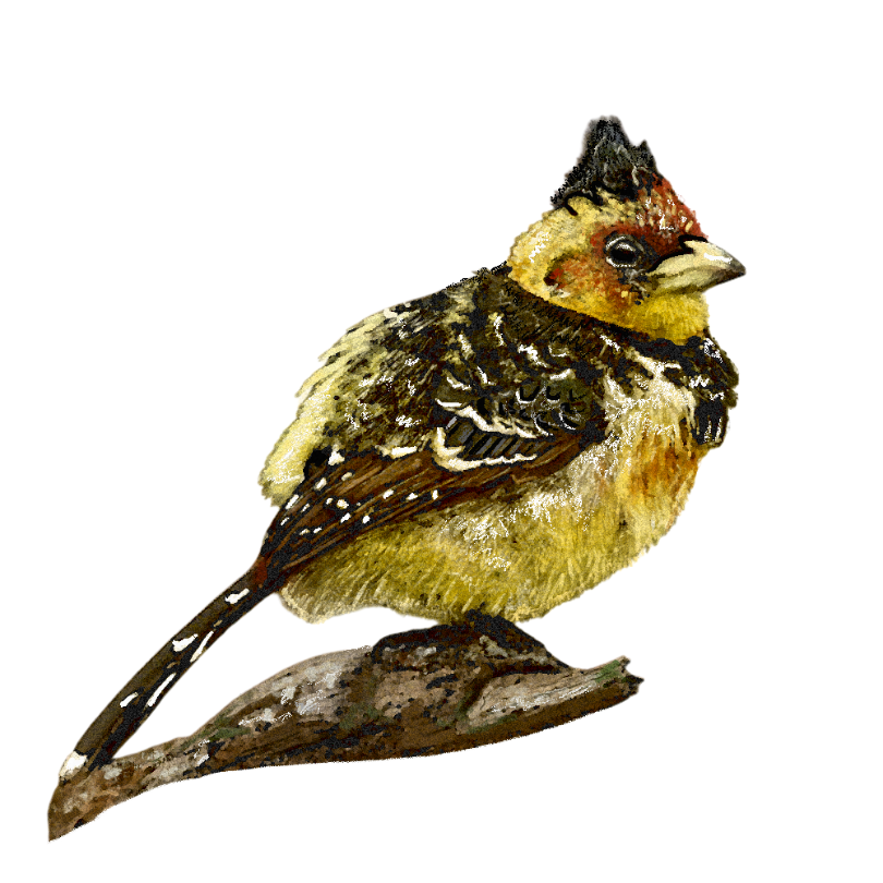 "Crested Barbet" Sticker