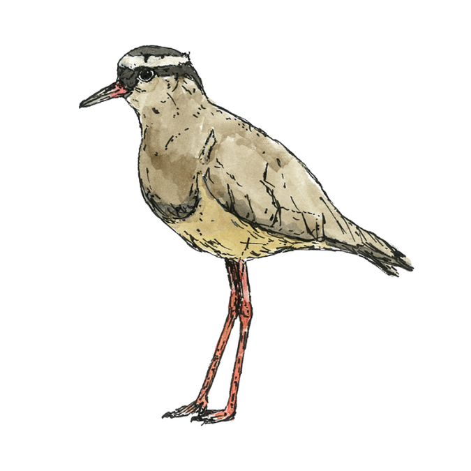 "Crowned Plover" Sticker