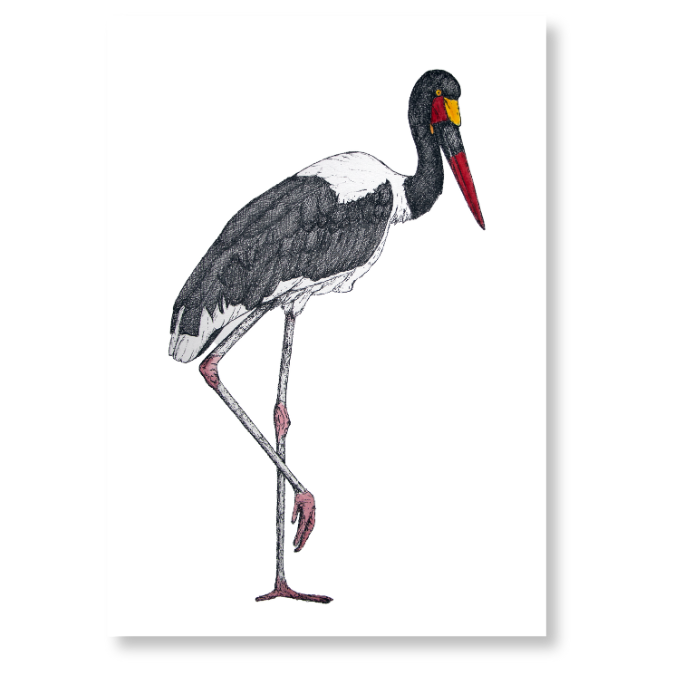 "Saddle-billed Stork" Print