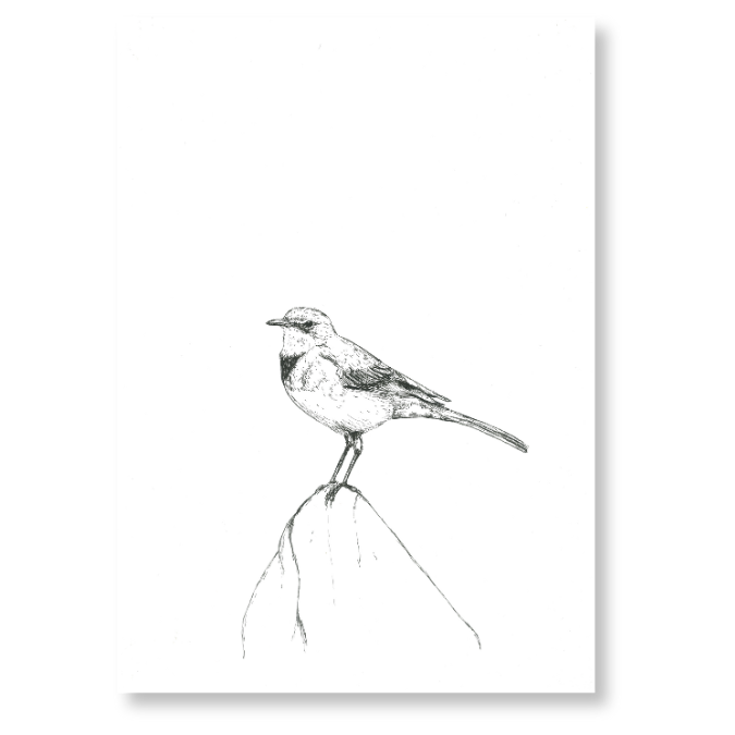 "Cape Wagtail" Print